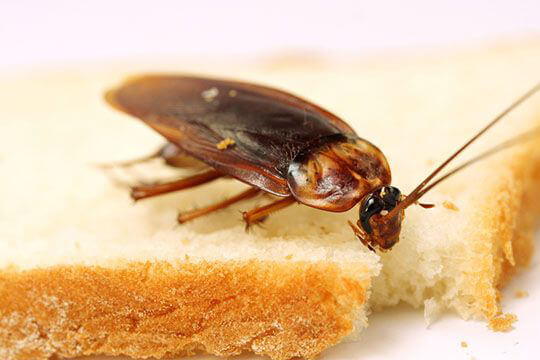 cockroach control services in UAE