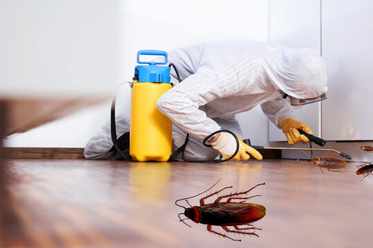 Cockroaches Control Dubai| Cockroache Control | EaglesTrends