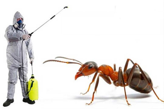 ant control services in dubai