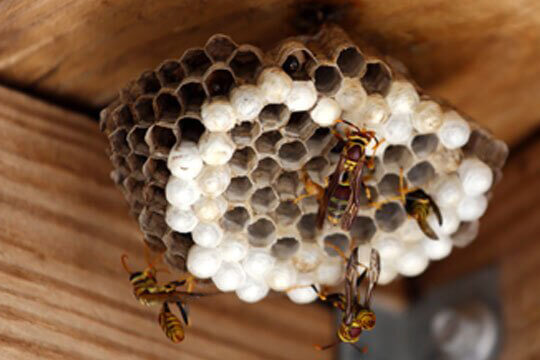 bee control services in UAE