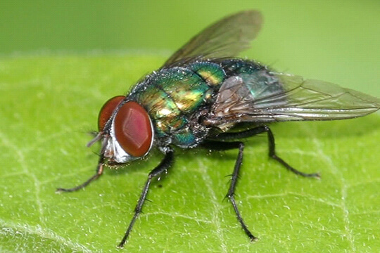 fly control services in UAE
