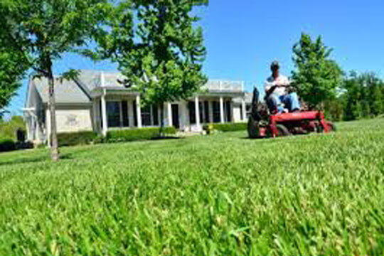 lawn-evaluation services