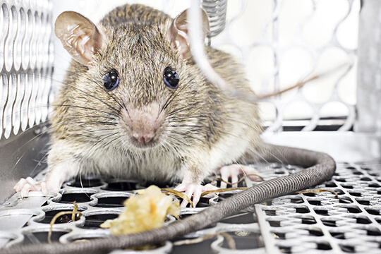 rodent control services in dubai