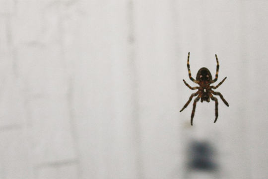 spider control services in UAE