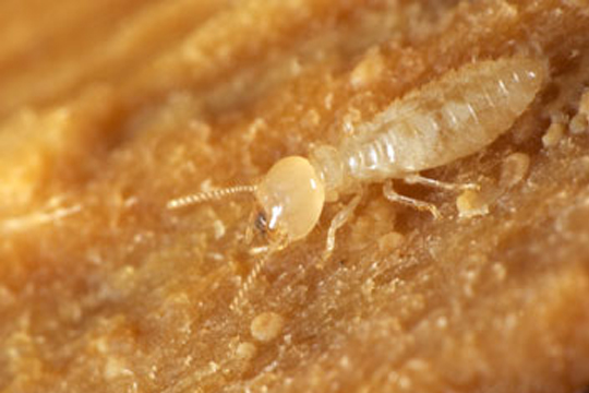 termite control services