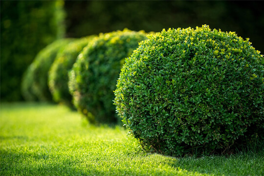 tree-and-scrub-care