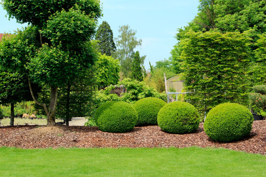 tree-and-scrub-care service in Dubai