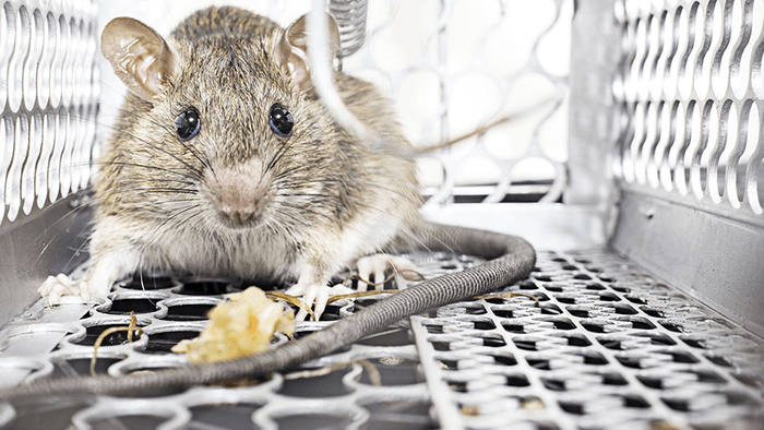 Best Methods For Rodent Control Services